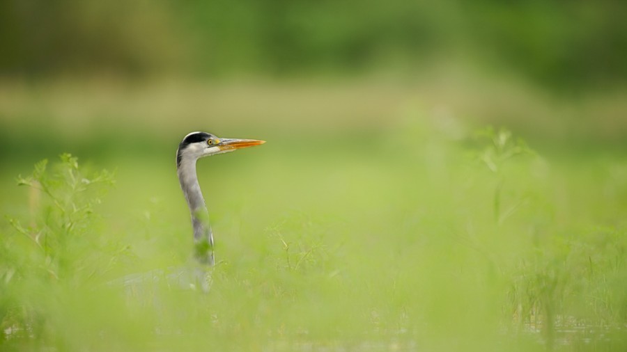 Photographie animalière en couleur. Photographie animalière en couleur.