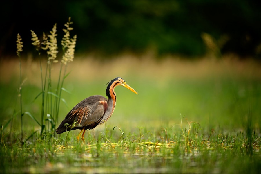 Photographie animalière en couleur. Photographie animalière en couleur.