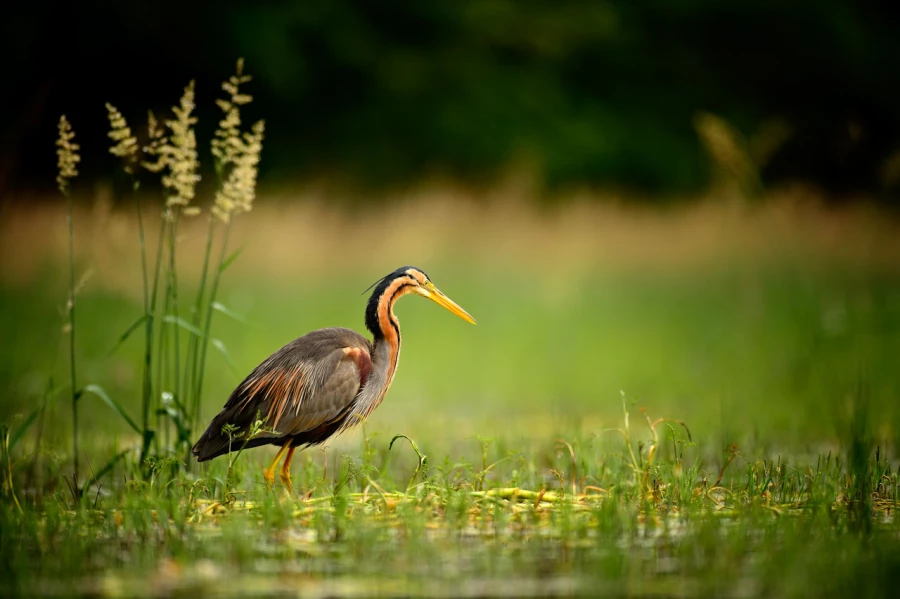 Photographie animalière en couleur. Photographie animalière en couleur.