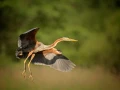 Photographie animalière en couleur.