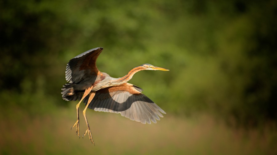 Photographie animalière en couleur. Photographie animalière en couleur.