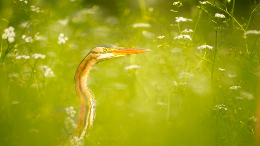 Photographie animalière en couleur. Photographie animalière en couleur.