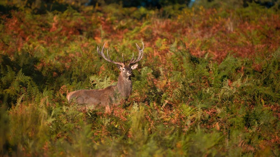 Photographie animalière en couleur. Photographie animalière en couleur.
