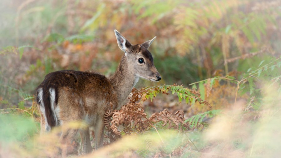 Photographie animalière en couleur. Photographie animalière en couleur.