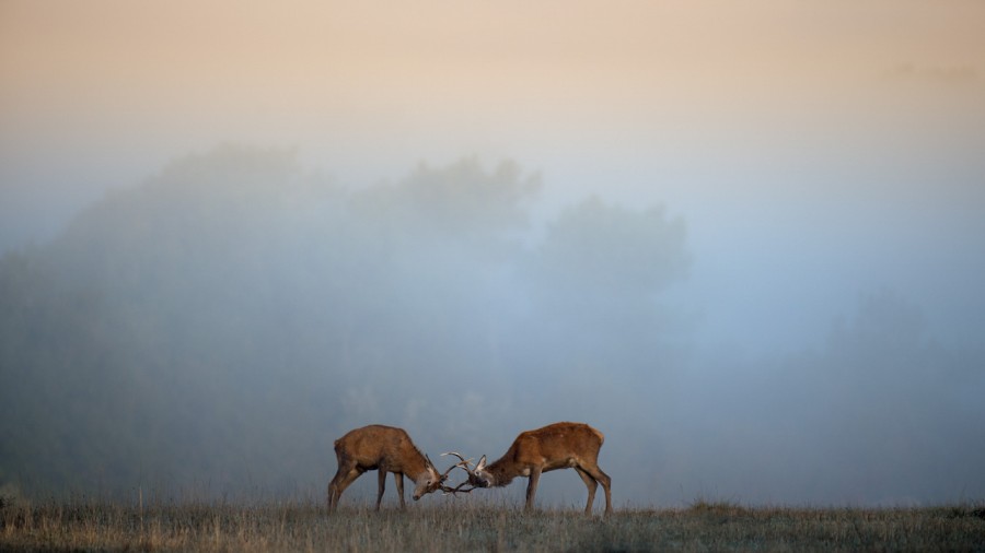 Photographie animalière en couleur. Photographie animalière en couleur.