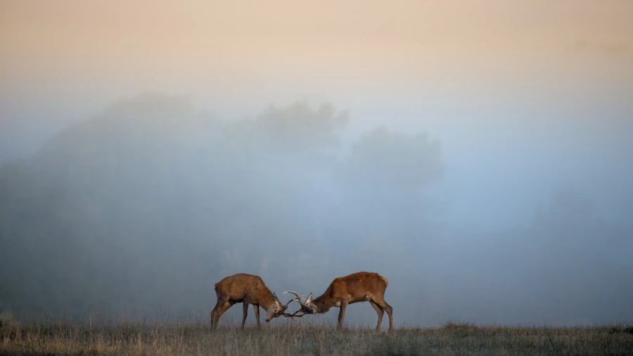 Photographie animalière en couleur. Photographie animalière en couleur.