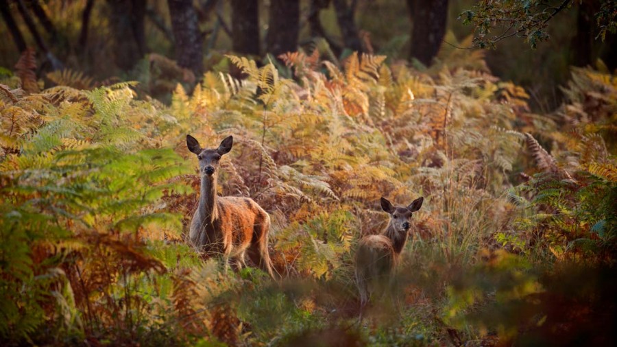 Photographie animalière en couleur. Photographie animalière en couleur.