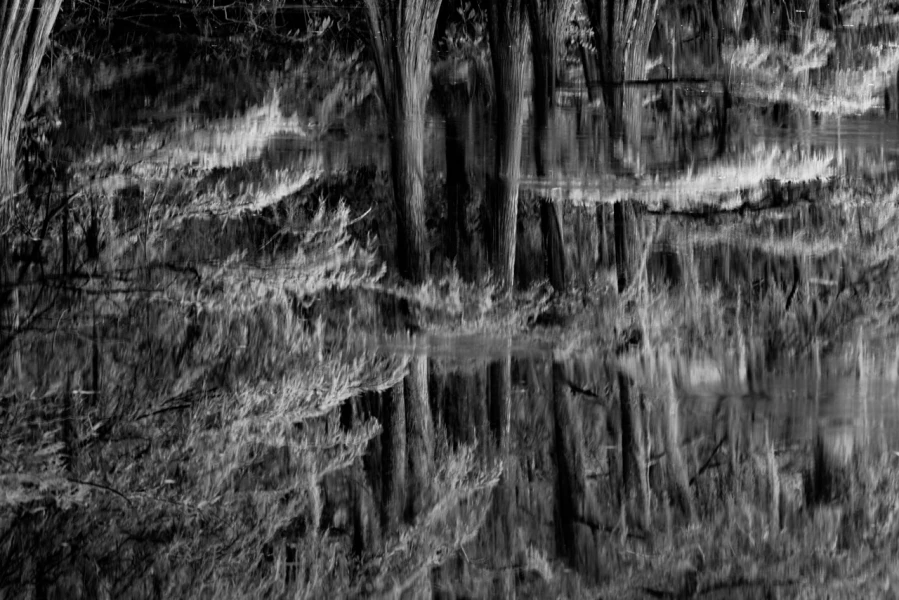 Cypres Chauves de Caddo Lake au Texas en noir et blanc. Cypres Chauves de Caddo Lake au Texas en noir et blanc.