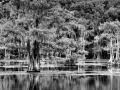 Cypres Chauves de Caddo Lake au Texas en noir et blanc.