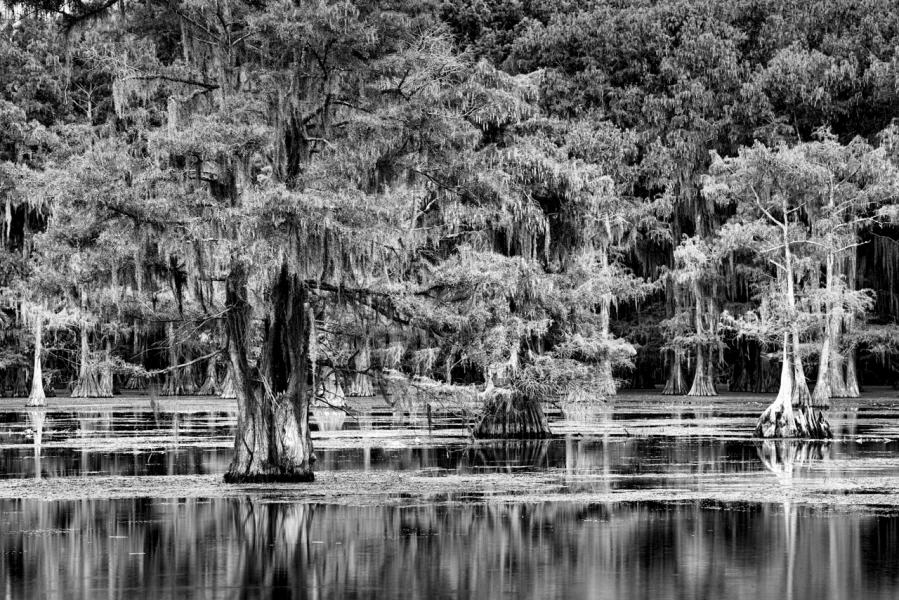 Cypres Chauves de Caddo Lake au Texas en noir et blanc. Cypres Chauves de Caddo Lake au Texas en noir et blanc.