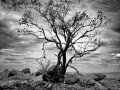Arbre en contre-jour au Kenya en noir et blanc.