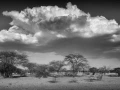 Arbres et nuages à Shompole en Ethiopie en noir et blanc.