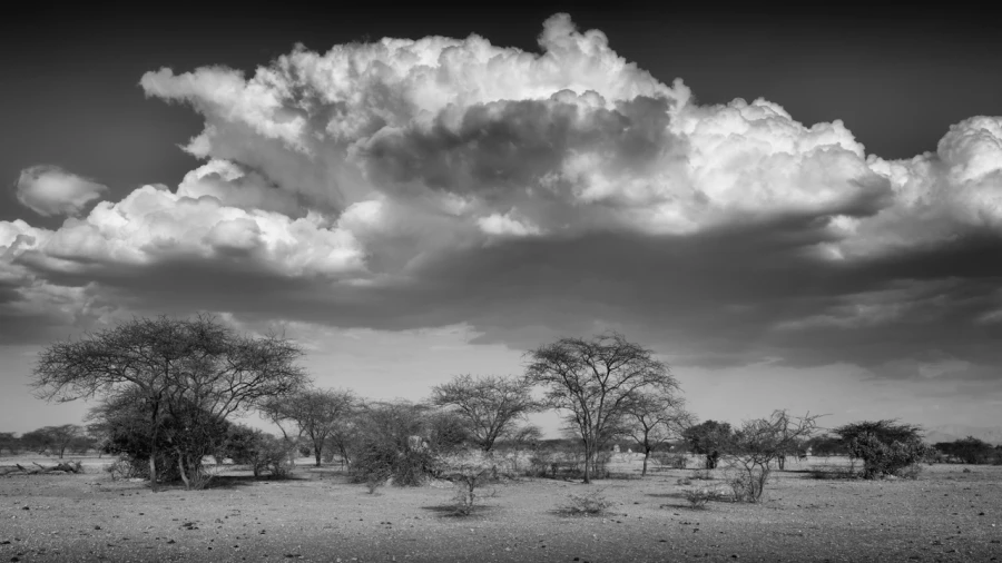Arbres et nuages à Shompole en Ethiopie en noir et blanc. Arbres et nuages à Shompole en Ethiopie en noir et blanc.
