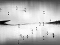Flamants rose sur le lac magadi au Kenya en noir et blanc.