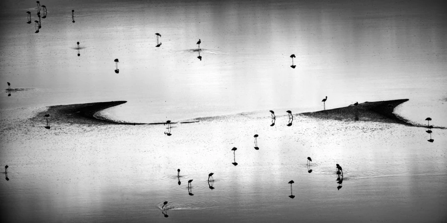 Flamants rose sur le lac magadi au Kenya en noir et blanc. Flamants rose sur le lac magadi au Kenya en noir et blanc.