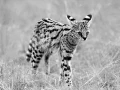 Serval au Kenya en noir et blanc.