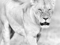 Lionne au Kenya en noir et blanc.