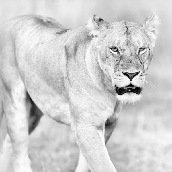 Lionne au Kenya en noir et blanc. Lionne au Kenya en noir et blanc.