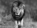 Lion au Kenya en noir et blanc.