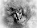 Gelada en Ethiopie en noir et blanc.