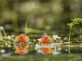 Deux poussins foulque macroule sur un étange en Dombes.