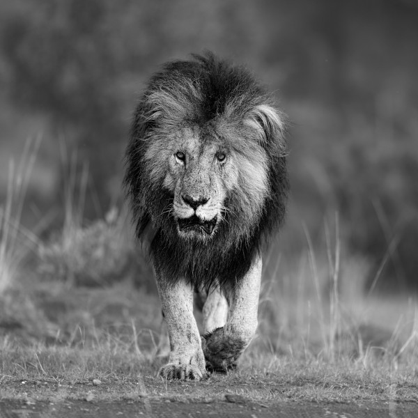 Lion au Lion in Kenya in black and white.Kenya en noir et blanc. Lion au Lion in Kenya in black and white.Kenya en noir et blanc.