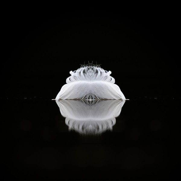 Feather on the surface of a pond in black and white. Feather on the surface of a pond in black and white.