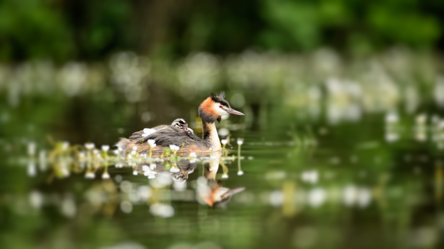 Great crested grebe and its chick on its back on a pond in Dombe Great crested grebe and its chick on its back on a pond in Dombe