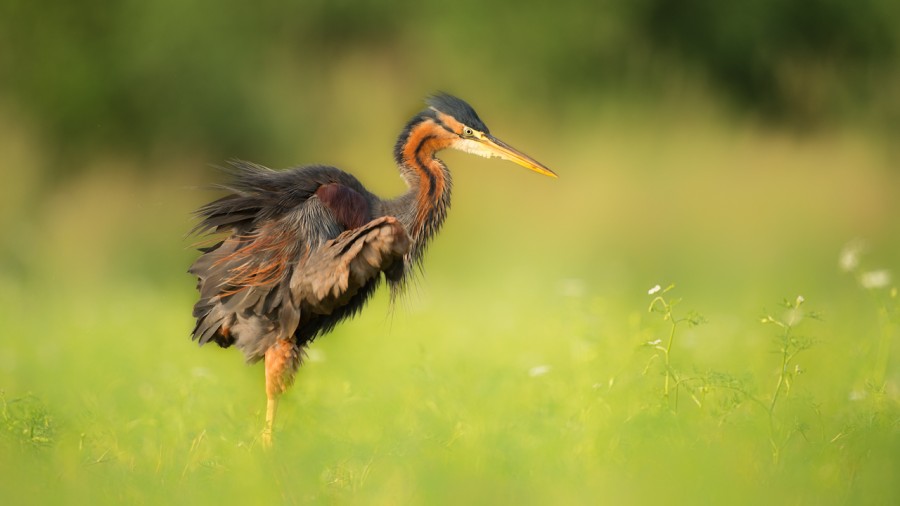 Purple heron on a pond in Dombes in France. Purple heron on a pond in Dombes in France.