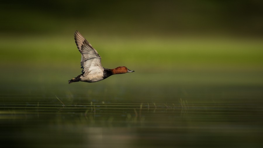 Photo workshop using floating blind in Dombes with Amar Guillen, Photo workshop using floating blind in Dombes with Amar Guillen,