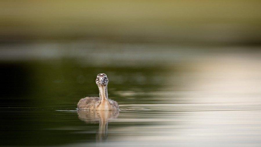 Photo workshop using floating blind in Dombes with Amar Guillen, Photo workshop using floating blind in Dombes with Amar Guillen,