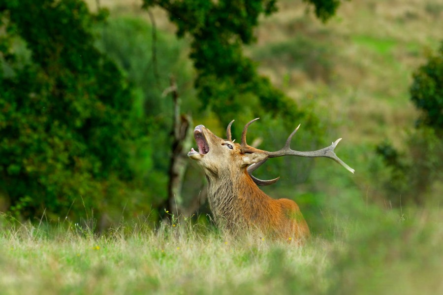 Stage photo animalière brame du cerf avec Amar Guillen, Photogr Stage photo animalière brame du cerf avec Amar Guillen, Photogr