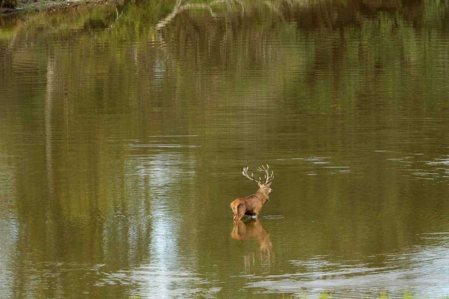 Stages photo animalière en Charente-Maritime avec Amar Guillen, Stages photo animalière en Charente-Maritime avec Amar Guillen,