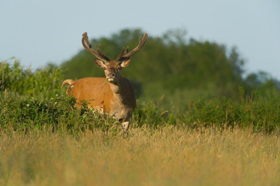 Stages photo animalière en Charente-Maritime avec Amar Guillen, Stages photo animalière en Charente-Maritime avec Amar Guillen,