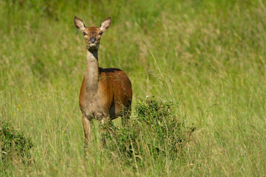 Stages photo animalière en Charente-Maritime avec Amar Guillen, Stages photo animalière en Charente-Maritime avec Amar Guillen,