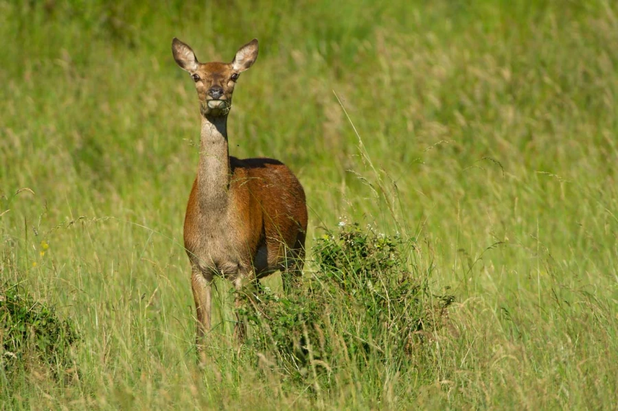 Stages photo animalière en Charente-Maritime avec Amar Guillen, Stages photo animalière en Charente-Maritime avec Amar Guillen,