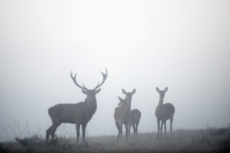 Wildlife Photo workshop bugle of the deer in France with Amar Gu Wildlife Photo workshop bugle of the deer in France with Amar Gu
