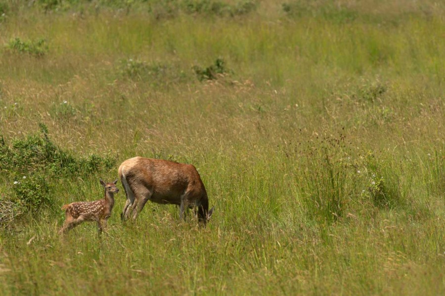 Stages photo animalière en Charente-Maritime avec Amar Guillen, Stages photo animalière en Charente-Maritime avec Amar Guillen,