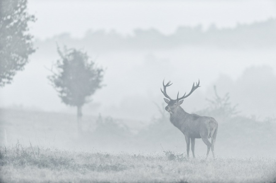 Wildlife Photo workshop bugle of the deer in France with Amar Gu Wildlife Photo workshop bugle of the deer in France with Amar Gu