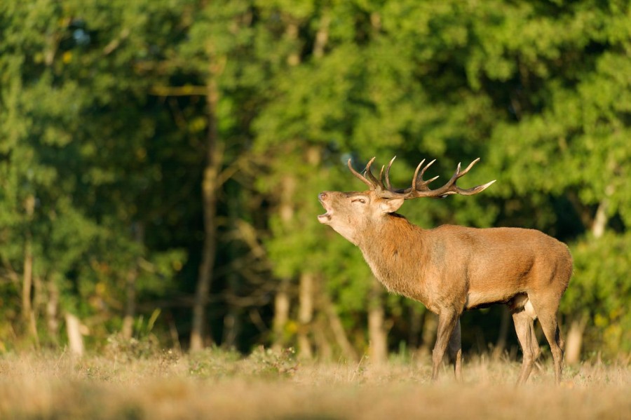 Wildlife Photo workshop bugle of the deer in France with Amar Gu Wildlife Photo workshop bugle of the deer in France with Amar Gu