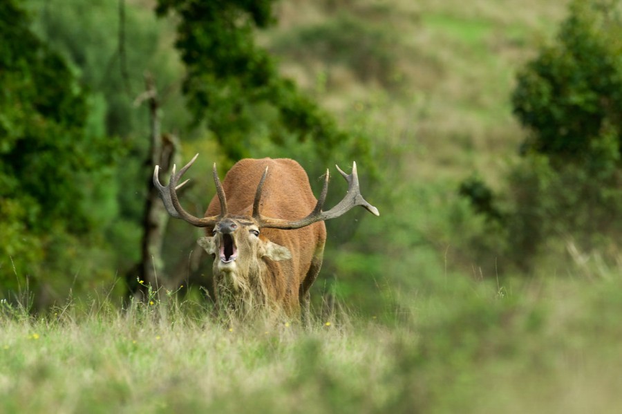 Wildlife Photo workshop bugle of the deer in France with Amar Gu Wildlife Photo workshop bugle of the deer in France with Amar Gu
