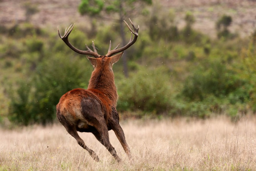 Wildlife Photo workshop bugle of the deer in France with Amar Gu Wildlife Photo workshop bugle of the deer in France with Amar Gu
