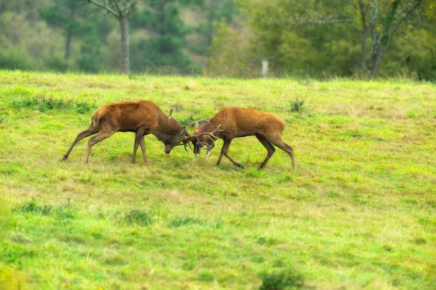Wildlife Photo workshop bugle of the deer in France with Amar Gu Wildlife Photo workshop bugle of the deer in France with Amar Gu