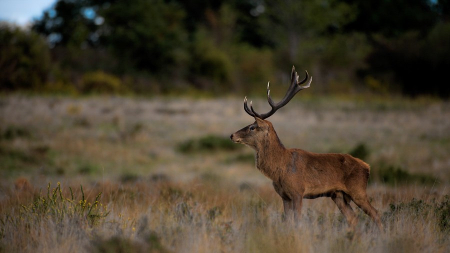 Wildlife Photo workshop bugle of the deer in France with Amar Gu Wildlife Photo workshop bugle of the deer in France with Amar Gu