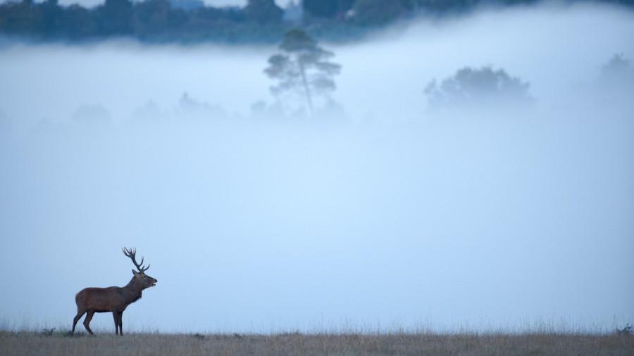 Wildlife Photo workshop bugle of the deer in France with Amar Gu Wildlife Photo workshop bugle of the deer in France with Amar Gu