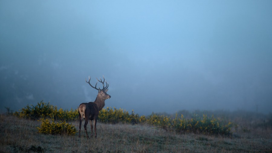 Wildlife Photo workshop bugle of the deer in France with Amar Gu Wildlife Photo workshop bugle of the deer in France with Amar Gu