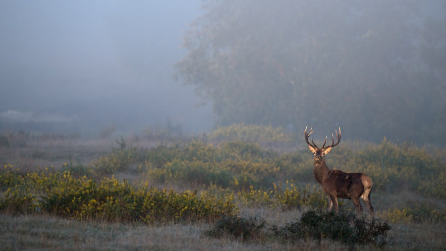 Wildlife Photo workshop bugle of the deer in France with Amar Gu Wildlife Photo workshop bugle of the deer in France with Amar Gu