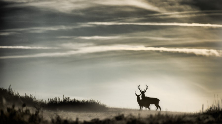 Wildlife Photo workshop bugle of the deer in France with Amar Gu Wildlife Photo workshop bugle of the deer in France with Amar Gu