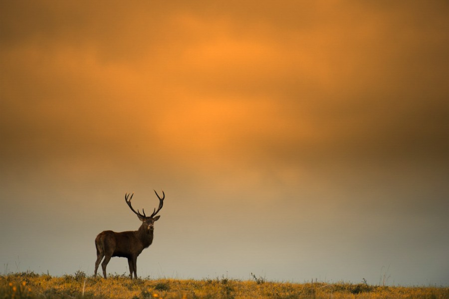 Wildlife Photo workshop bugle of the deer in France with Amar Gu Wildlife Photo workshop bugle of the deer in France with Amar Gu