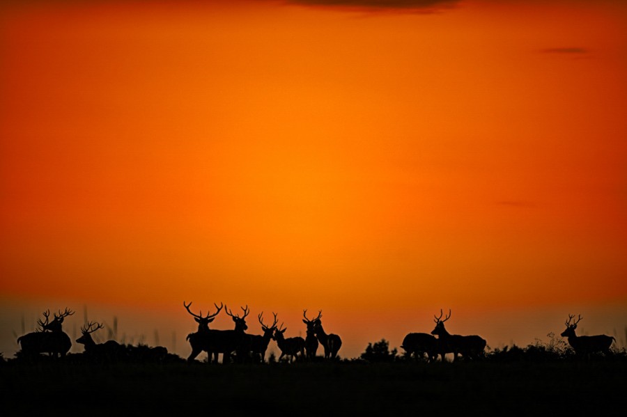 Wildlife Photo workshop bugle of the deer in France with Amar Gu Wildlife Photo workshop bugle of the deer in France with Amar Gu
